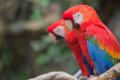 IMG_8601 scarlet macaws